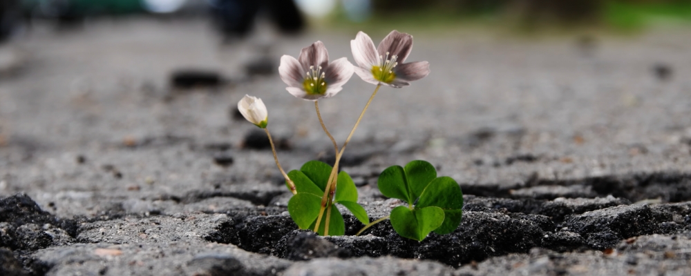 Small purple and white flowers in soil